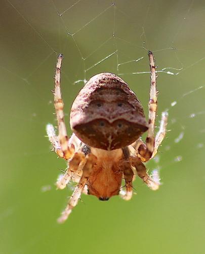 Réf. 276 800 : Gibbaranea bituberculata
